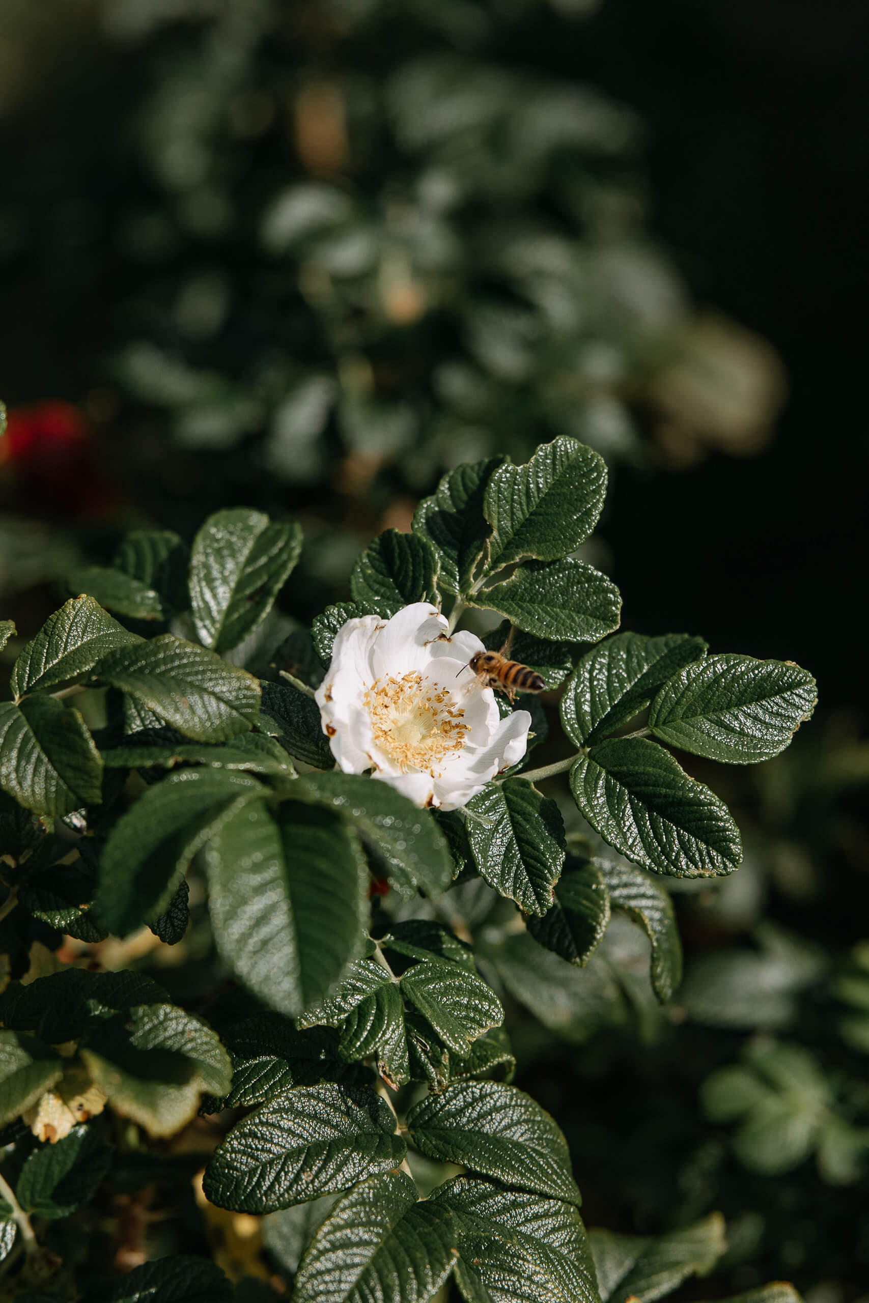 Lili & Seb wedding story in Vrångö Island — photograph 4